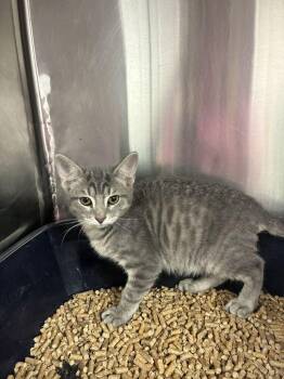 Sky -  Domestic Short Hair Cat for Adoption in Marietta, Georgia - Sky | PetCurious