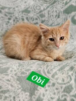 Domestic Medium Hair Cats Available for Adoption - Obi | PetCurious