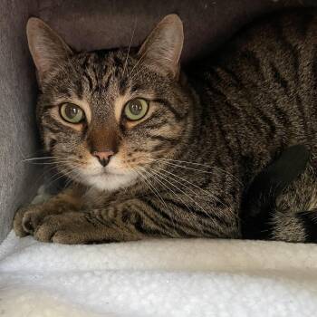 Domestic Short Hair Cats Available for Adoption in Wells, Maine - Alfred | PetCurious