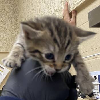 Fresier (Pink) -  Domestic Short Hair Cat Available for Adoption in Winston-salem, North Carolina - Fresier (Pink) | PetCurious