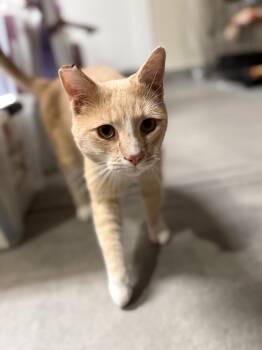 Rescue Domestic Short Hair Cats for Adoption in Las Vegas, Nevada - Chad | PetCurious