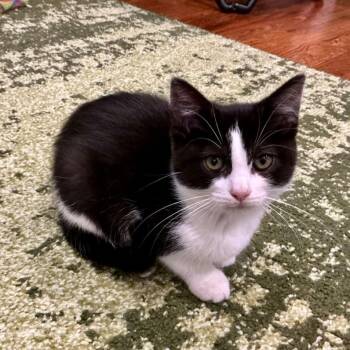 Constance Hatchaway -  Domestic Short Hair Cat for Adoption in Cincinnati, Ohio - Constance Hatchaway | PetCurious
