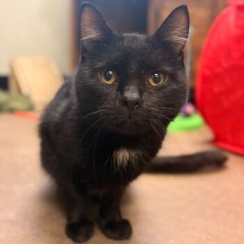 Rescue Domestic Short Hair Cats for Adoption in Davenport, Iowa - Cherry! Blossom! Iced! Tea! | PetCurious