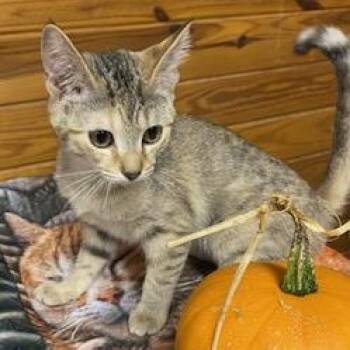 Ghost -  Dilute Tortoiseshell and Tabby Cat for Adoption in Southern Pines, North Carolina - Ghost | PetCurious