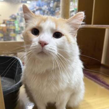 Domestic Medium Hair Cats Available for Adoption in Eagle Mountain, Utah - Snowball Madsen | PetCurious