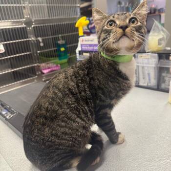 Mallow -  Domestic Short Hair Cat for Adoption in Spokane, Washington - Mallow | PetCurious