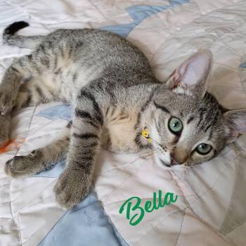 Bella #tabby-IV-pack -  Tabby and Domestic Short Hair Cat for Adoption in Houston, Texas - Bella #tabby-IV-pack | PetCurious