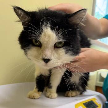 Brandon -  Domestic Long Hair Cat for Adoption - Brandon | PetCurious