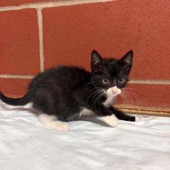 (HOLD)Adelin -  Domestic Short Hair Cat for Adoption in Cabot, Arkansas - (HOLD)Adelin | PetCurious