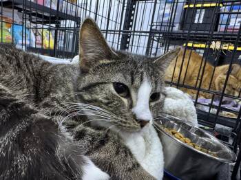 Domestic Short Hair Cats Available for Adoption - JukeBox | PetCurious