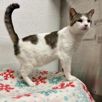 Domestic Short Hair Cats Available for Adoption - Stuart | PetCurious