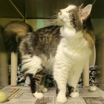 Domestic Long Hair Cats Available for Adoption in Columbia, Missouri - Jinny | PetCurious