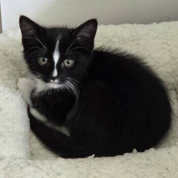 Pepe -  Domestic Short Hair Cat for Adoption in Buffalo, New York - Pepe | PetCurious