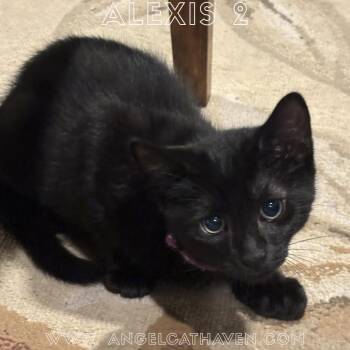 Alexis 2 -  Domestic Short Hair Cat for Adoption in Plainville, Massachusetts - Alexis 2 | PetCurious