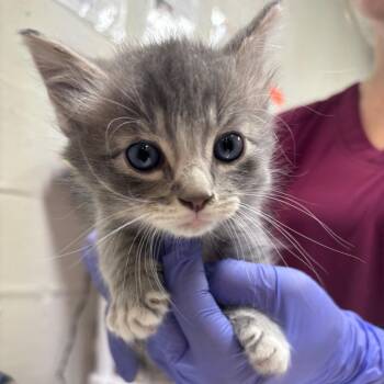 Zoom -  Domestic Short Hair Cat for Adoption in Clanton, Alabama - Zoom | PetCurious