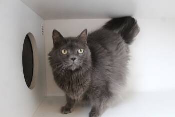 Rescue Domestic Long Hair Cats for Adoption in Chestertown, Maryland - Misty | PetCurious
