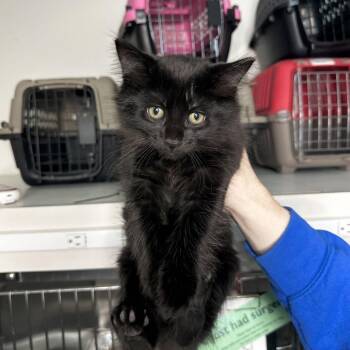 Leonardo -  Domestic Long Hair Cat for Adoption in Matteson, Illinois - Leonardo | PetCurious