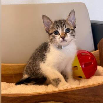 Cassie -  Domestic Short Hair Cat for Adoption in Syosset, New York - Cassie | PetCurious