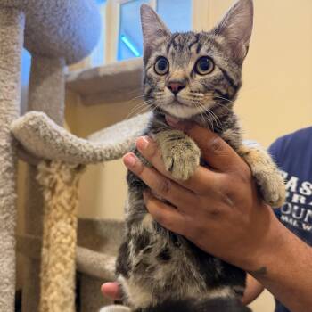 Rosalyn -  Domestic Short Hair Cat for Adoption in Agoura Hills, California - Rosalyn | PetCurious