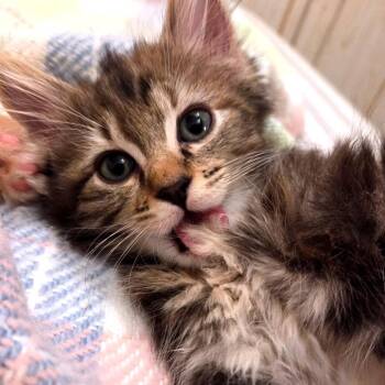 Pippa -  Domestic Medium Hair Cat for Adoption in Keizer, Oregon - Pippa | PetCurious