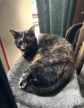 Domestic Short Hair Cats Available for Adoption in Walled Lake, Michigan - Toothless | PetCurious