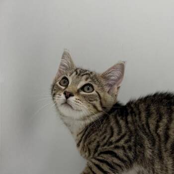 Dr. Nutcase -  Domestic Short Hair Cat for Adoption in State College, Pennsylvania - Dr. Nutcase | PetCurious