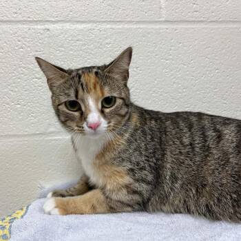 Estelle -  Domestic Short Hair Cat for Adoption in Lyndhurst, Virginia - Estelle | PetCurious