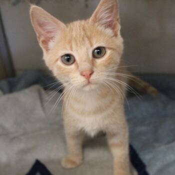 Brittany -  Domestic Short Hair Cat for Adoption in Gloucester, Virginia - Brittany | PetCurious