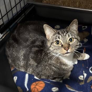 Roxie -  Domestic Short Hair Cat for Adoption in Bismarck, North Dakota - Roxie | PetCurious