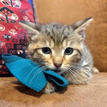 Sam Silly and Sassy -  Tabby and Domestic Short Hair Cat for Adoption in Friendswood, Texas - Sam Silly And Sassy | PetCurious