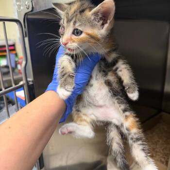 Annabelle -  Domestic Short Hair Cat for Adoption in Philadelphia, Pennsylvania - Annabelle | PetCurious