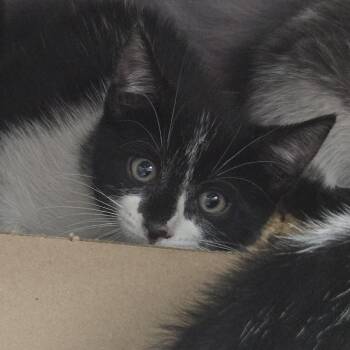 AHNJ-Stray-120543 -  Domestic Short Hair Cat for Adoption in Newark, New Jersey - AHNJ-Stray-120543 | PetCurious