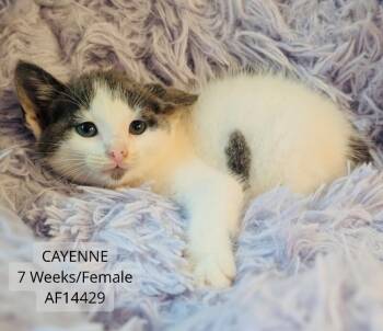 Domestic Short Hair Cats Available for Adoption - Cayenne | PetCurious