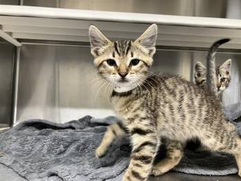 MADONNA -  Domestic Short Hair Cat for Adoption in Tustin, California - MADONNA | PetCurious