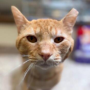 Juniper -  Domestic Short Hair Cat for Adoption in York, Pennsylvania - Juniper | PetCurious
