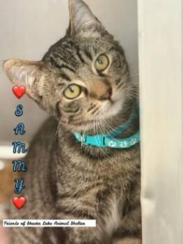 Tabby Cats Available for Adoption - Sammy | PetCurious