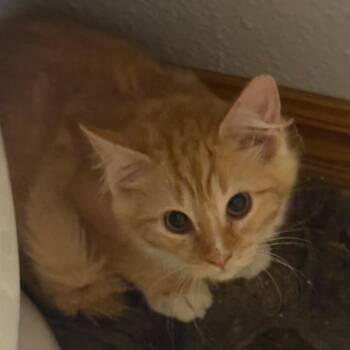 Armin -  Domestic Short Hair Cat for Adoption in Granby, Missouri - Armin | PetCurious