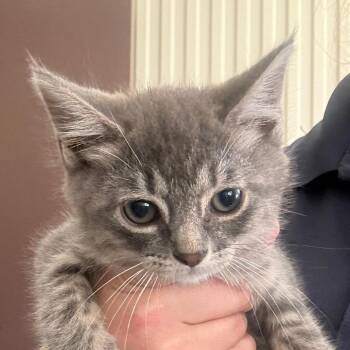 Potato -  Domestic Short Hair Cat for Adoption in Jacksonville, Arkansas - Potato | PetCurious