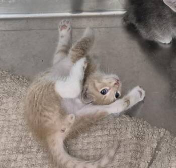 AQUARIUS -  Domestic Short Hair Cat for Adoption in Decatur, Illinois - AQUARIUS | PetCurious