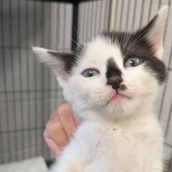 Letti -  Domestic Short Hair Cat for Adoption in East St. Louis, Illinois - Letti | PetCurious
