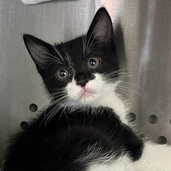 Lockwood -  Domestic Short Hair Cat for Adoption in Lynchburg, Virginia - Lockwood | PetCurious