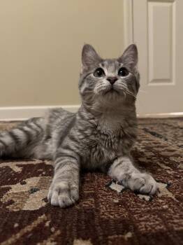 Domestic Short Hair Cats Available for Adoption in Wheaton, Illinois - Dewey | PetCurious