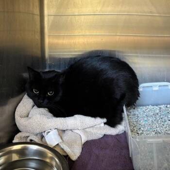 Luna -  Domestic Short Hair Cat Available for Adoption in Washington, Utah - Luna | PetCurious