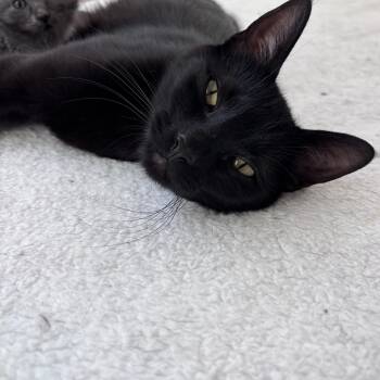 Black Mom-ba -  Domestic Short Hair Cat for Adoption in Springfield, Oregon - Black Mom-ba | PetCurious