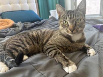 Rescue Domestic Short Hair Cats for Adoption in Las Vegas, Nevada - Gizmo | PetCurious