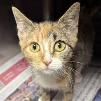 Rescue Domestic Short Hair Cats for Adoption in North Myrtle Beach, South Carolina - Sugar | PetCurious