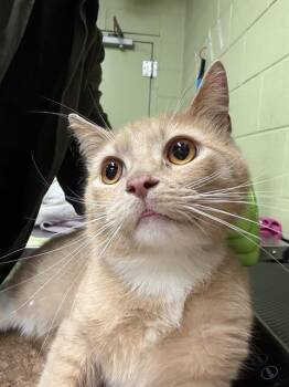Domestic Short Hair Cats Available for Adoption in Indianapolis, Indiana - TEDDY | PetCurious