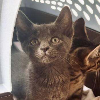 Whopper -  Domestic Short Hair Cat for Adoption in Candler, North Carolina - Whopper | PetCurious