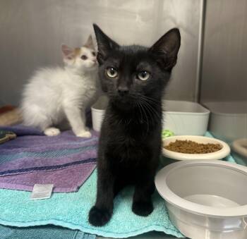 Nicks -  Domestic Short Hair Cat for Adoption in Myerstown, Pennsylvania - Nicks | PetCurious