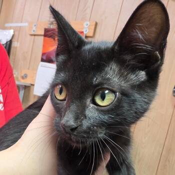 Hildi -  Domestic Short Hair Cat for Adoption in Leander, Texas - Hildi | PetCurious